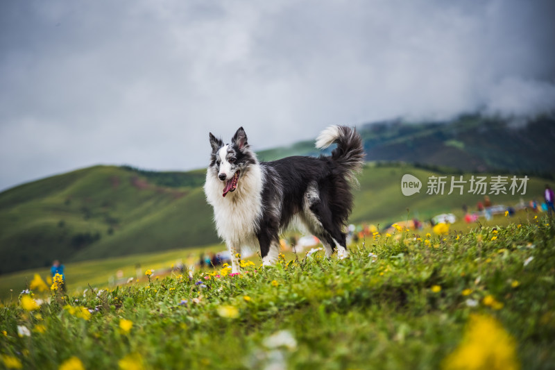 草原上的边境牧羊犬与飞盘