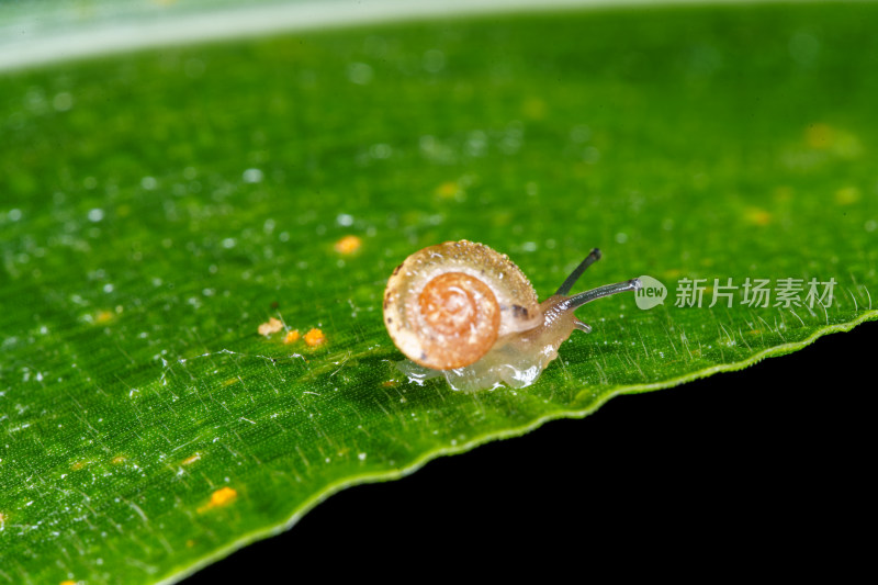 蜗牛于绿叶上的微观生态景象