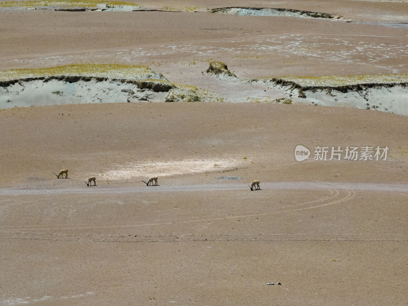 西藏阿里地区无人区荒漠戈壁上的精灵藏羚羊