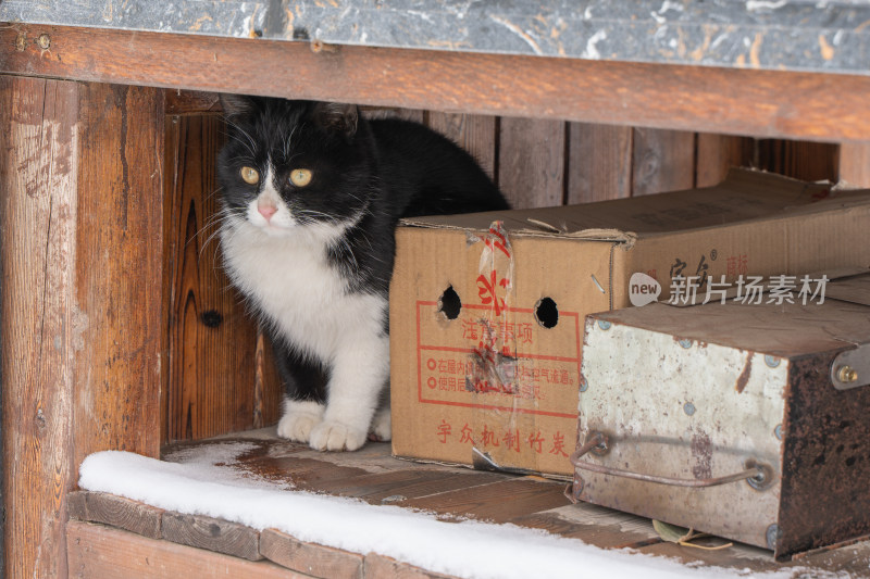 黑猫奶牛猫流浪猫户外桌子雪天