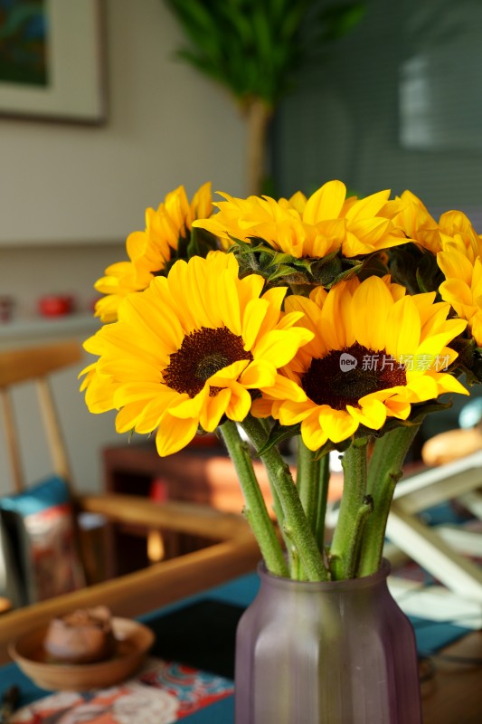 茶桌上的太阳花