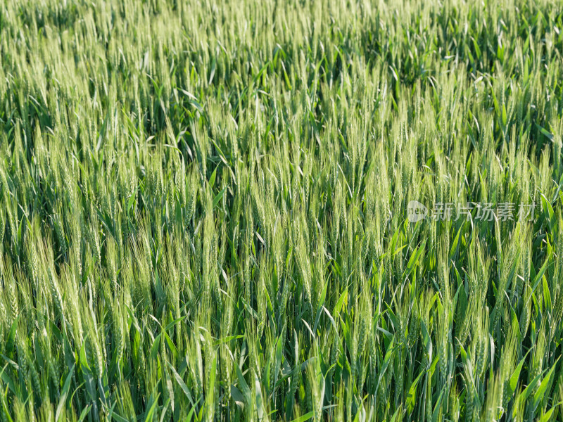 绿油油的苏北农村冬季早小麦