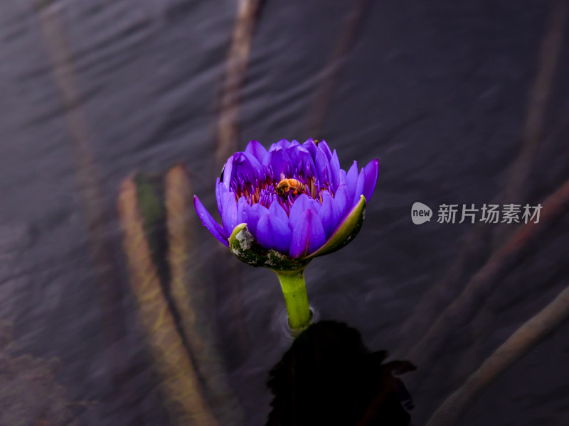 花，莲花，睡莲，美丽的花