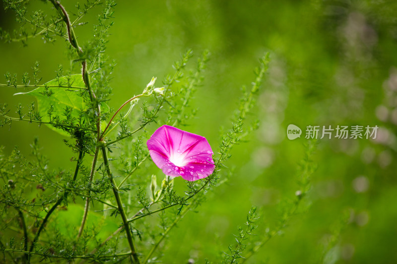 绿叶间的牵牛花在秋天