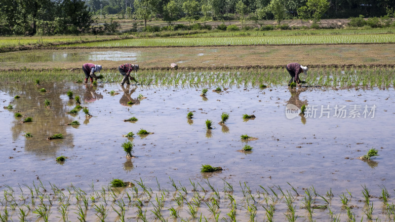 稻田插秧种植水稻