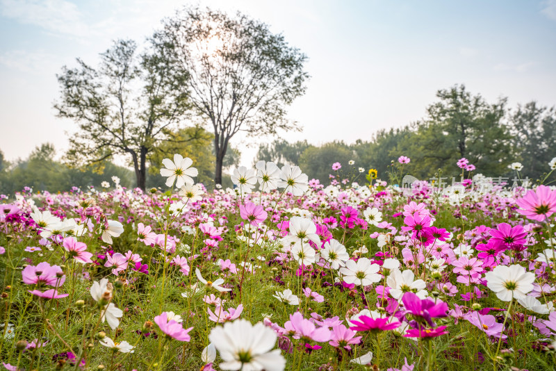 格桑花特写