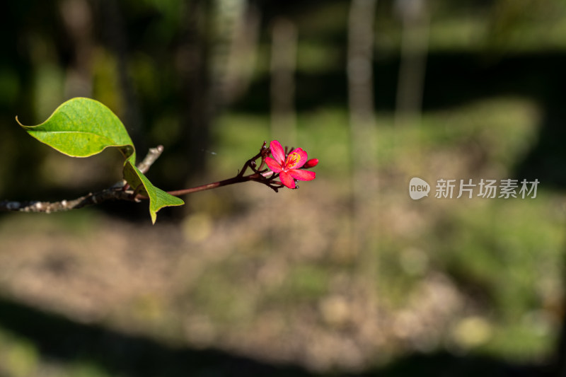 植物上生长的琴叶珊瑚红花特写