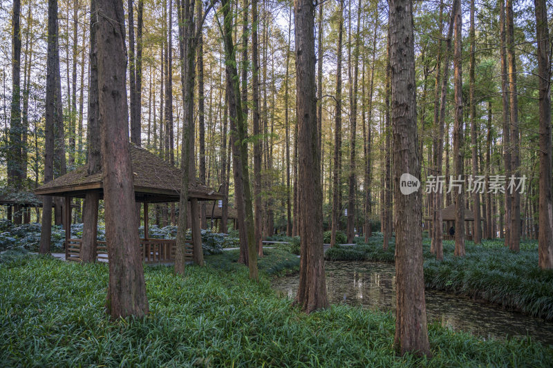 杭州西湖风景区曲院风荷风景