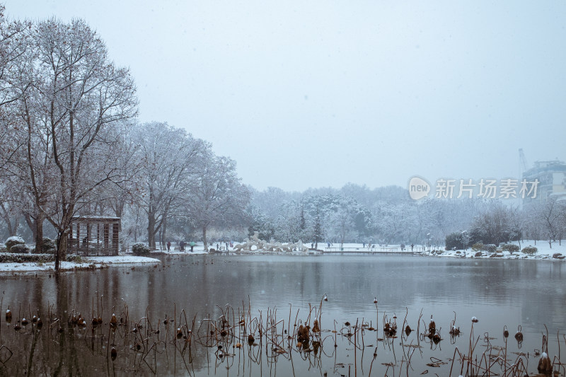 雪中树林小路 冬日唯美自然景观