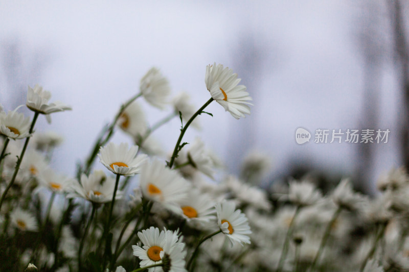 实拍菊花雏菊特写