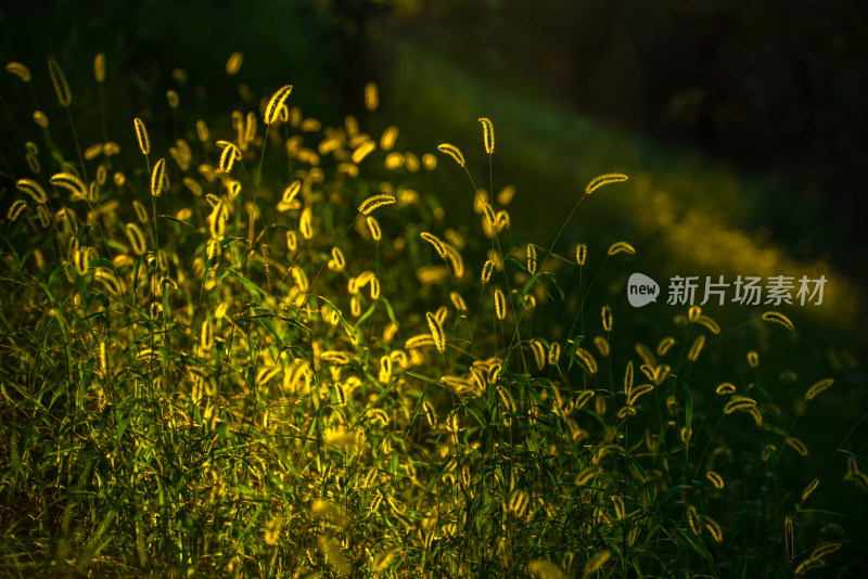 阳光下的狗尾草特写