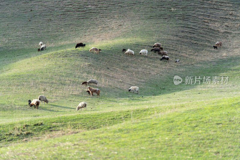 绿色山坡上羊群悠闲吃草的景象