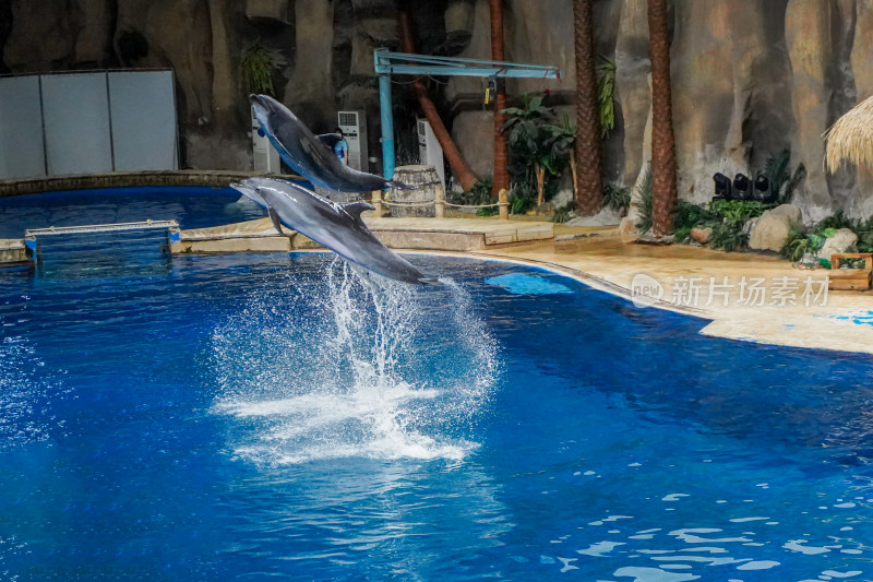 海洋馆海豚跃出水面