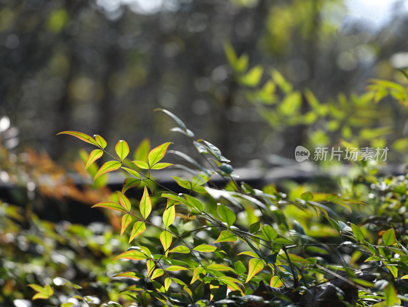 春天阳光下闪闪发光的绿色树叶叶子的风景