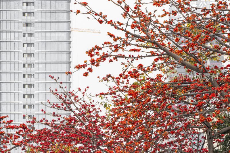 深圳街道边盛开的木棉花