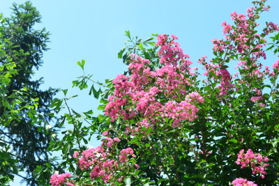 紫薇花卉花朵花蕊农村痒痒花痒痒树