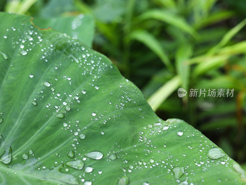 春天绿色的树叶叶子和上面的雨滴水滴露水