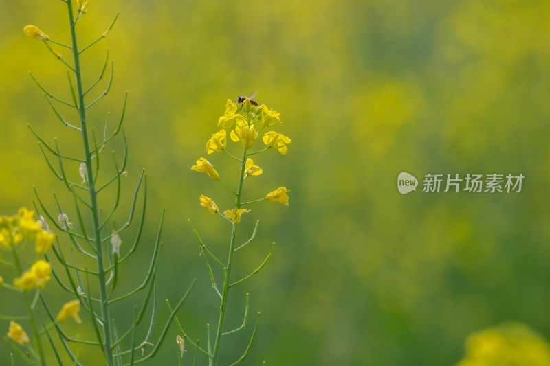 春天油菜花盛开