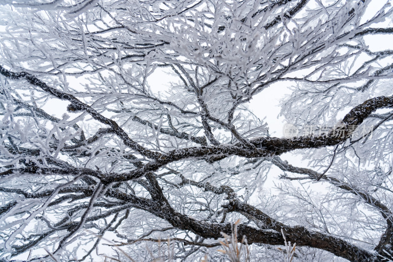 冬季大雪树木雾凇雪挂