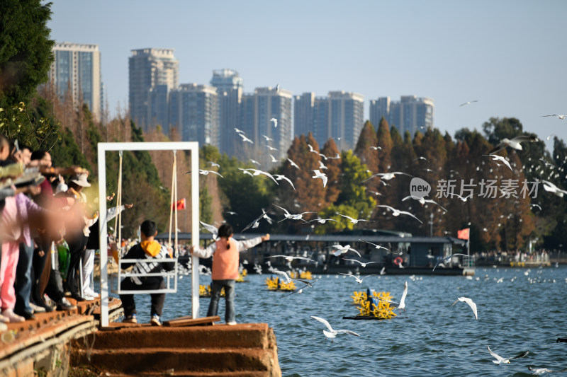 湿地公园  海鸥飞翔  鸟群飞翔