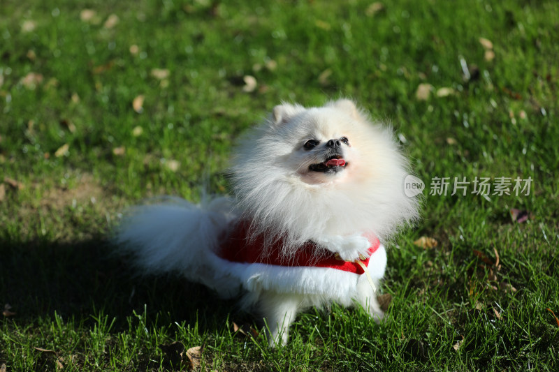 坐在草地上穿红色衣服的白色博美犬