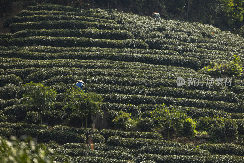 茶农采茶摘茶茶园茶树茶叶特写