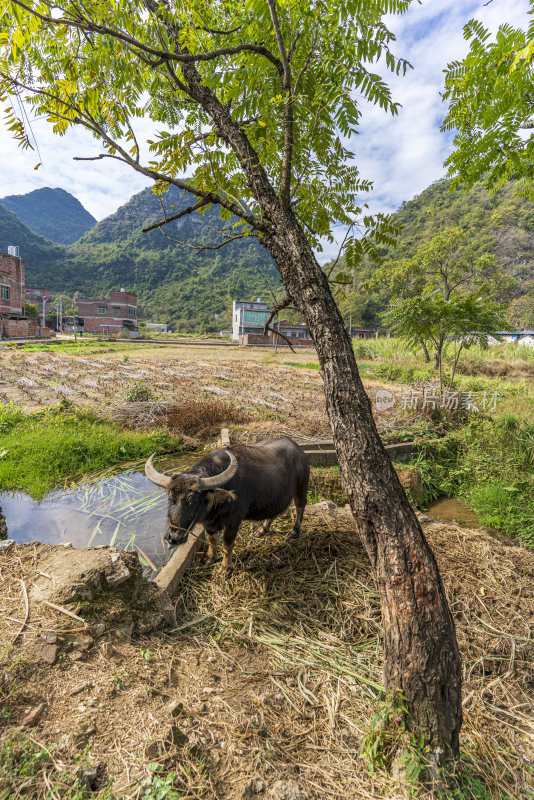 广西柳州市柳城县妙景屯农村建筑