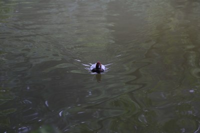 杭州风光 西湖风光