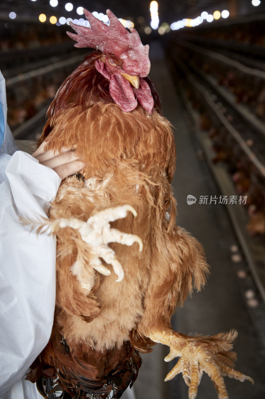 在养鸡场为家鸡检查的年轻饲养员