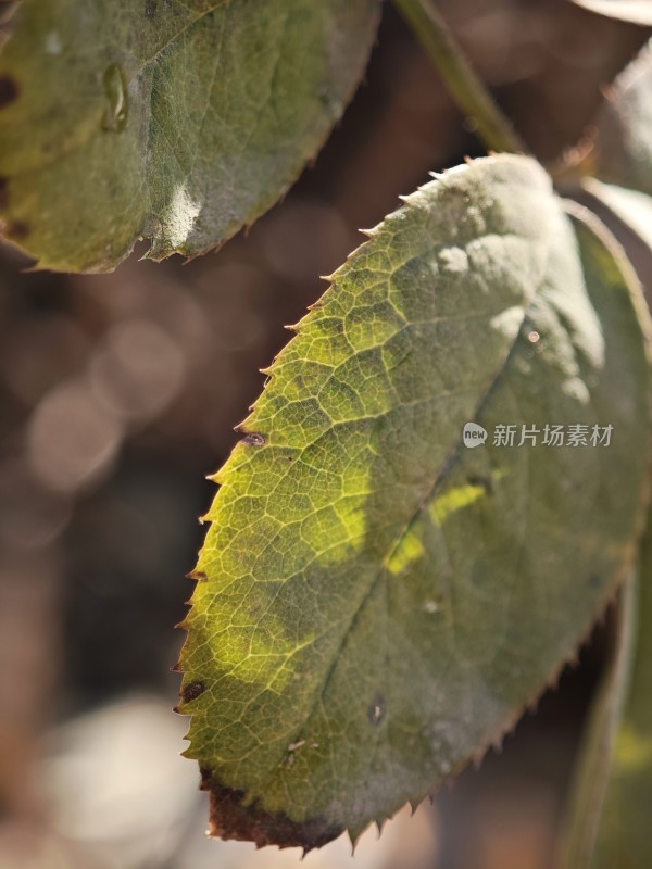 带刺植物上带有枯黄斑点的叶片