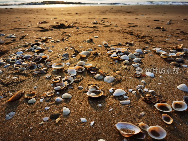 浪漫的夏天