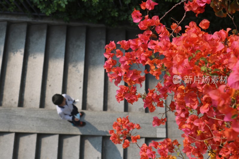 春天广州天桥上的三角梅