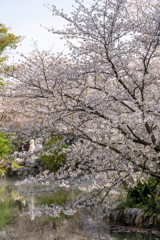 武汉东湖樱花园白色樱花盛开