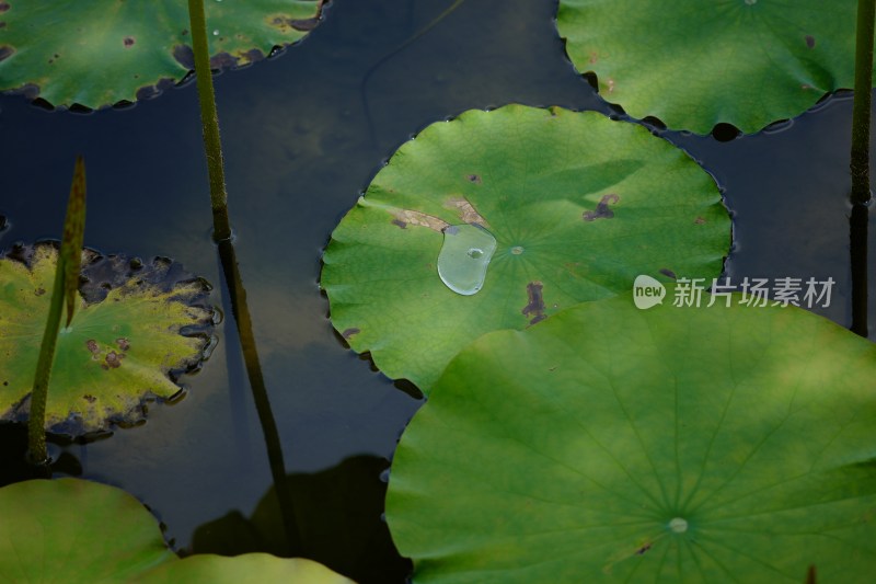 厦门园博苑的夏天