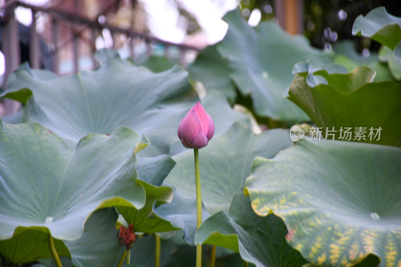 夏日的福州金山公园荷花