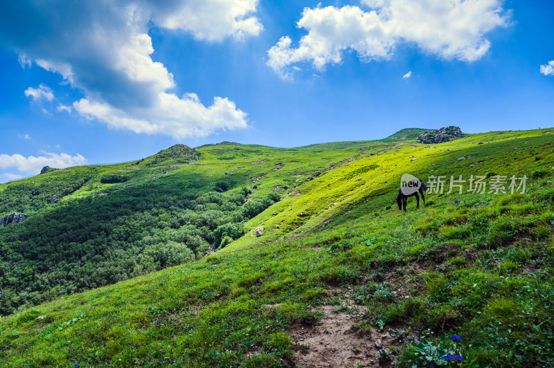 夏季蓝天白云绿色高山草甸牧场牛吃草