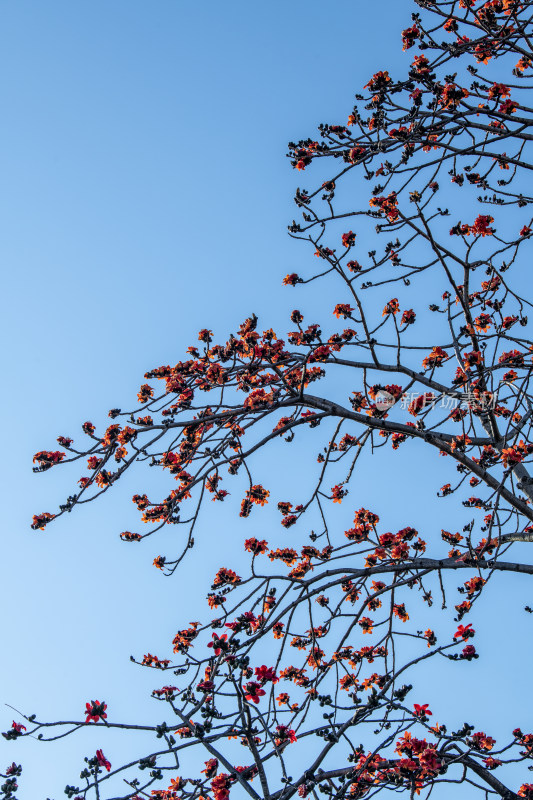 春天南粤盛开的木棉花