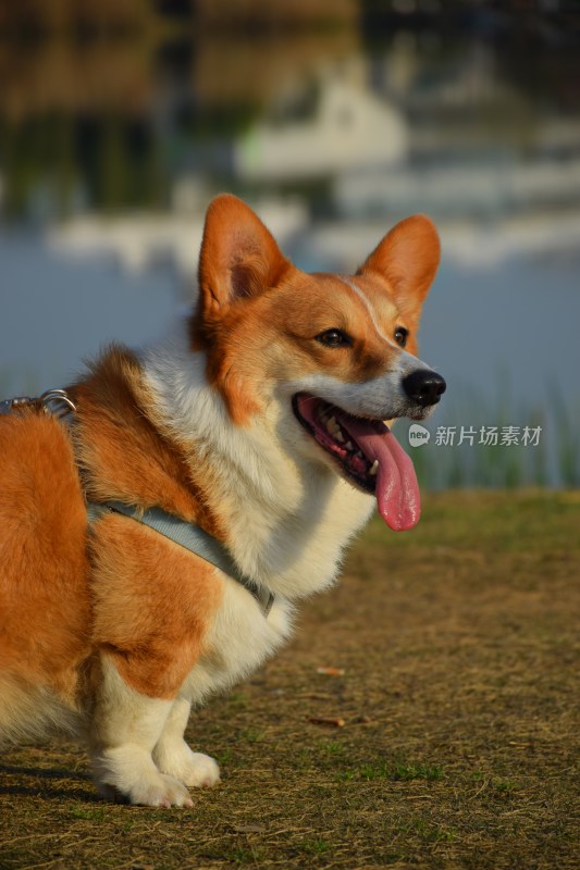 草地湖畔的柯基犬