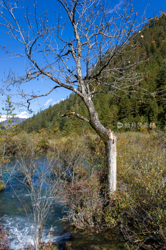 九寨沟秋色，犀牛海山林流水山景