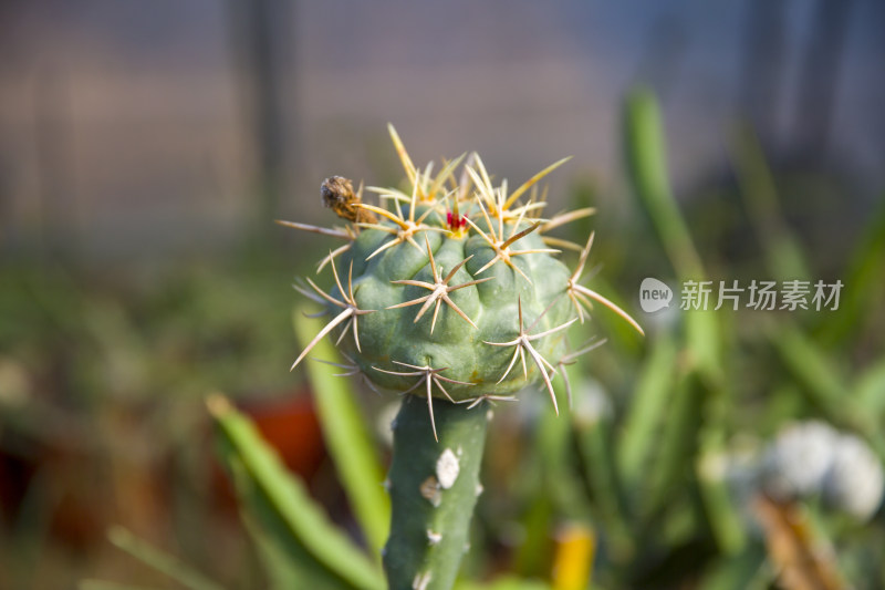 花花草草仙人植物