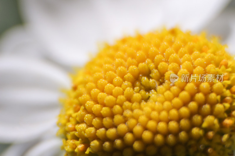 雏菊花蕊特写