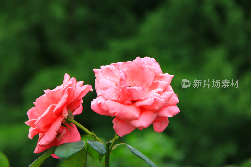 雨后新清的玫瑰花