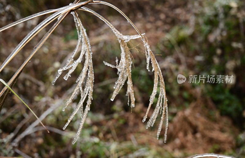 重庆酉阳：一场冰冻游客“醉”