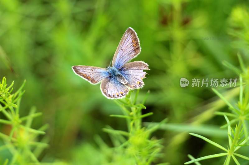 花粉蝴蝶飞翔，美丽的飞虫