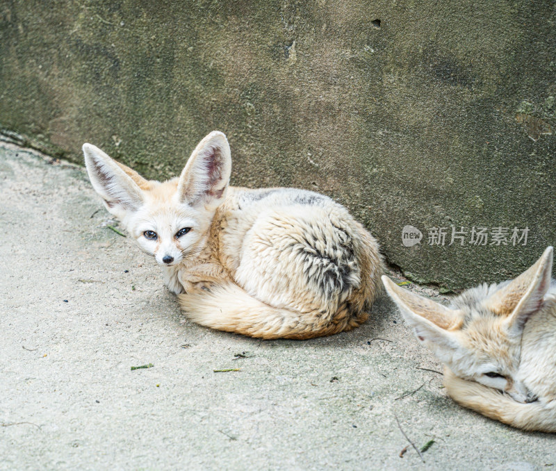 狐狸坐在地上的特写镜头