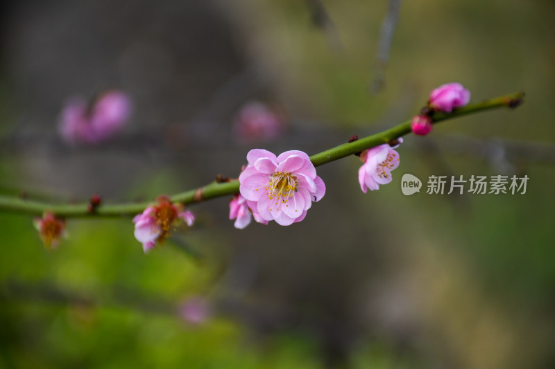 春意盎然的桃花枝