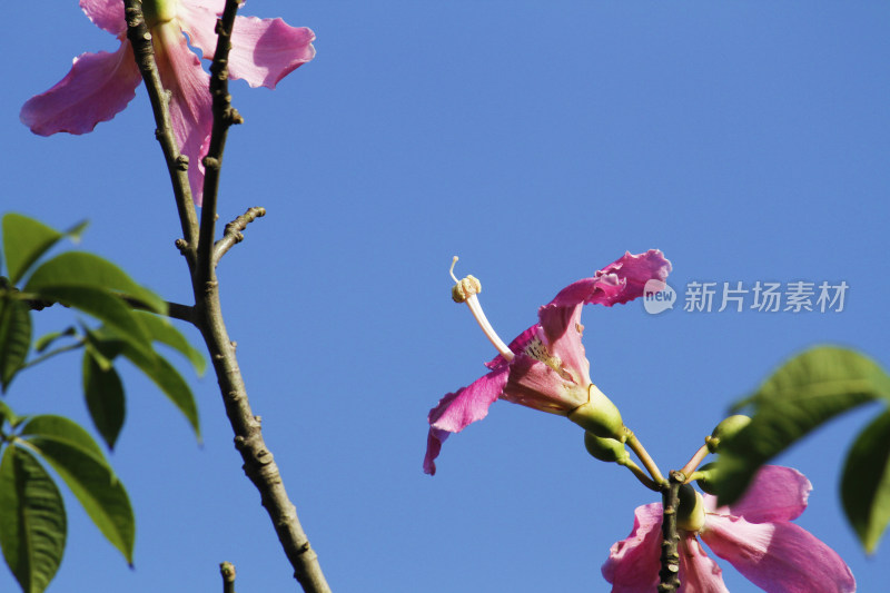 粉色花朵与花骨朵的枝头特写