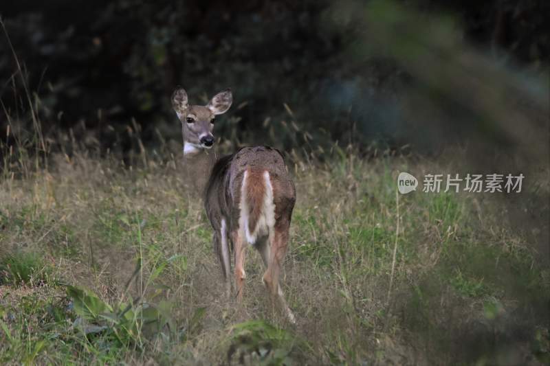 野生动物鹿