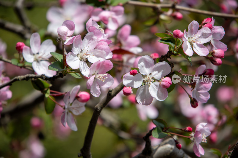 春天枝头绽放的粉红色海棠花