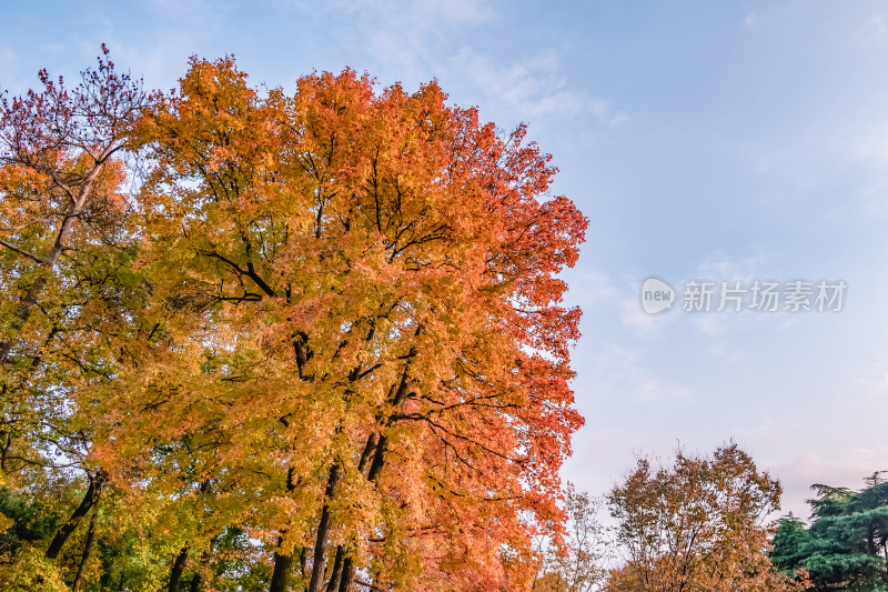 南京钟山风景名胜区中山陵秋景